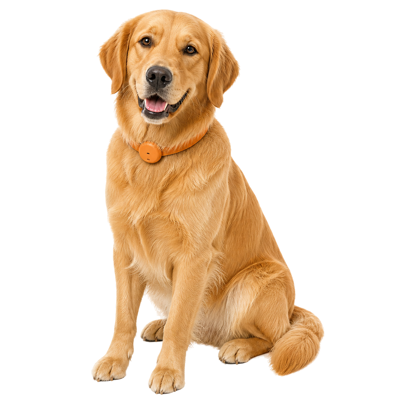 A large breed dog wearing the orange Guardian collar