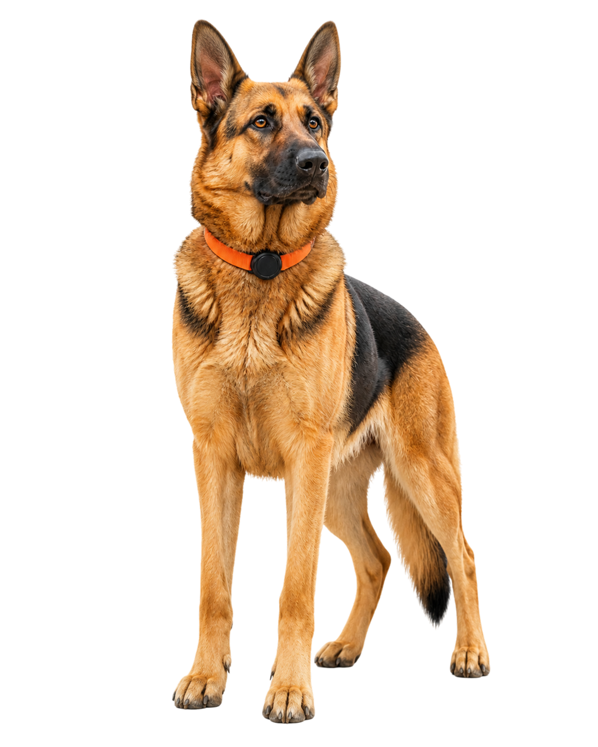 A big dog looking ahead, wearing the orange Guardian collar